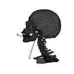 MandibleLat.png