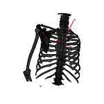 RibCageAnt.png