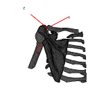 ScapulaAnt.png