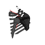 ScapulaLat.png