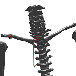SternoclavicularAnt.png